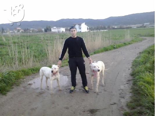 PoulaTo: Dogo Argentino